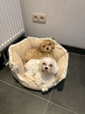 3-6 months Female Purebred Maltese