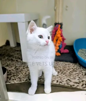 3-6 months Male Purebred Javanese