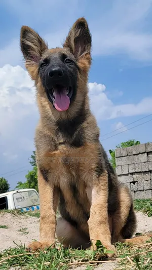 3-6 months Male Purebred German Shepherd