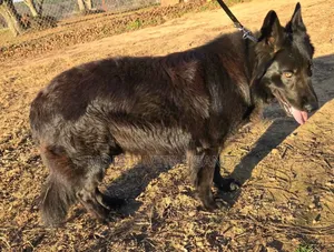 6-12 months Female Purebred German Shepherd