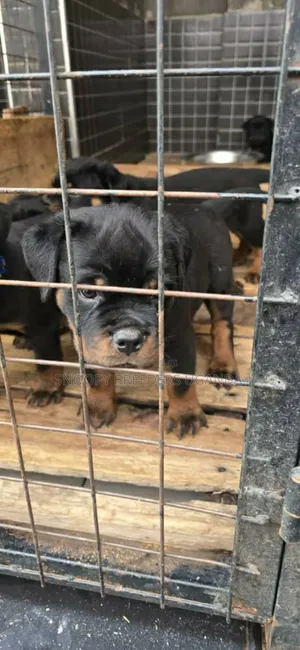 1-3 months Male Purebred Rottweiler