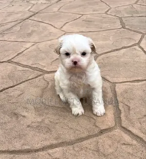 0-1 month Male Purebred Maltese