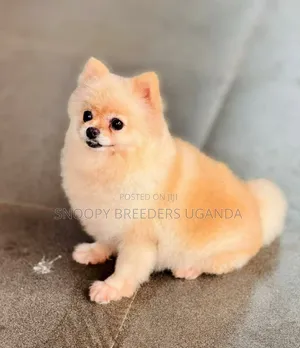 1-3 months Male Purebred Pomeranian