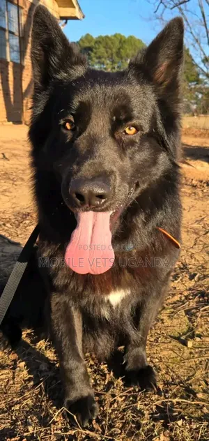 6-12 months Female Purebred German Shepherd
