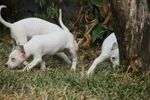 1-3 months Male Purebred American Pit Bull Terrier