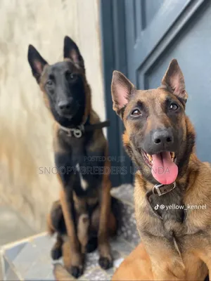 6-12 months Male Purebred Belgian Malinois
