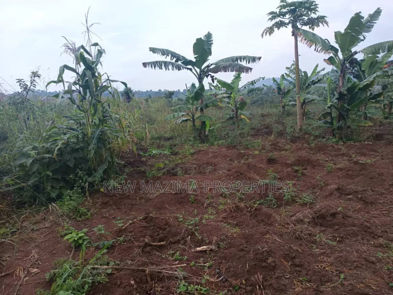 Very Hot Plots With Ready Private Title on Table on Quicksale Mpigi