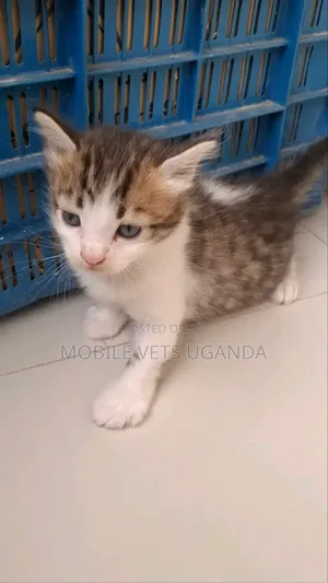 1-3 months Female Purebred Somali