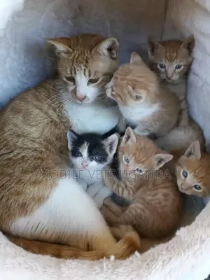 1-3 months Male Purebred American Wirehair