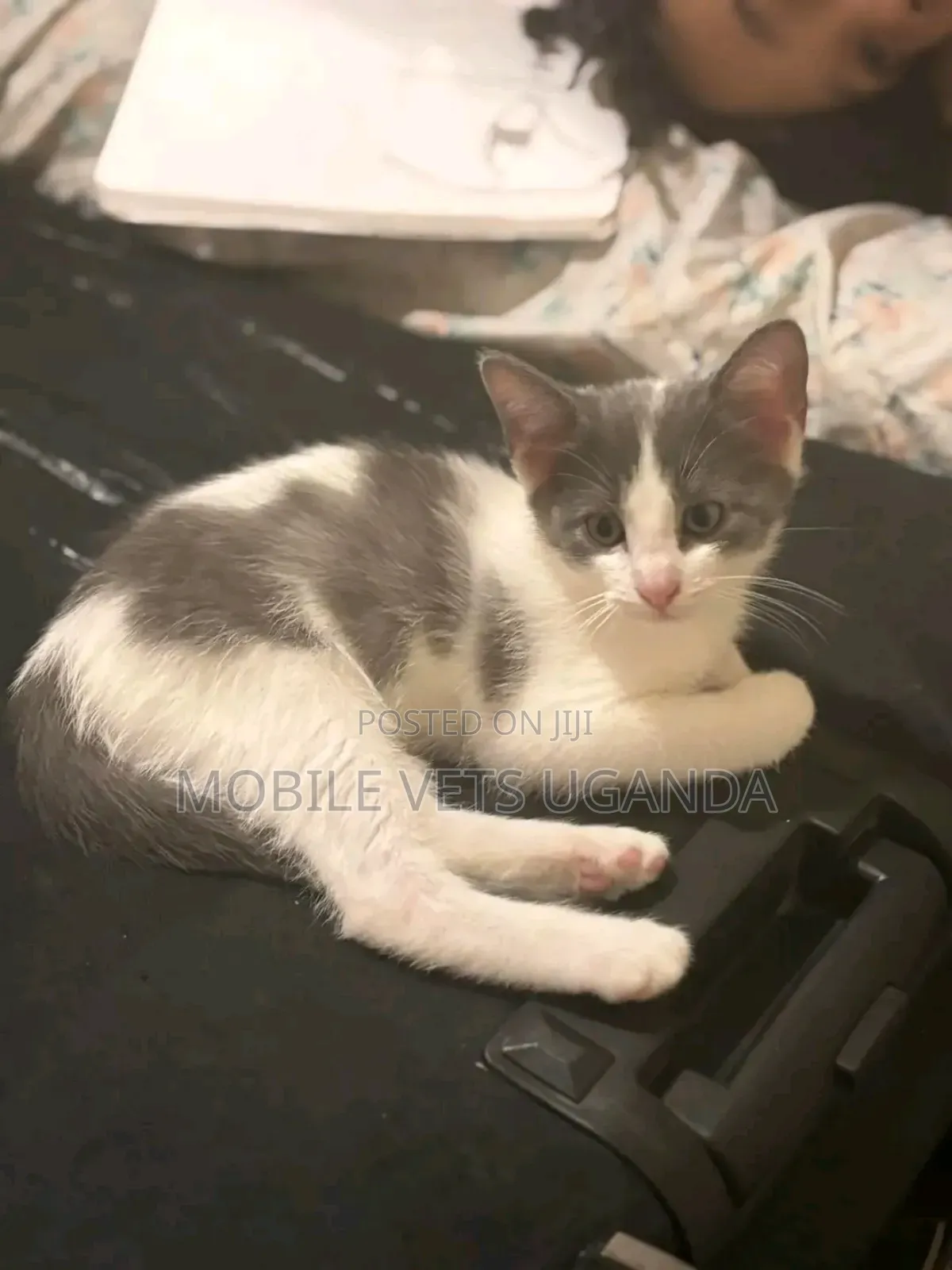 3-6 months Female Purebred Sphynx
