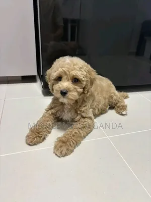 1-3 months Male Purebred Maltese