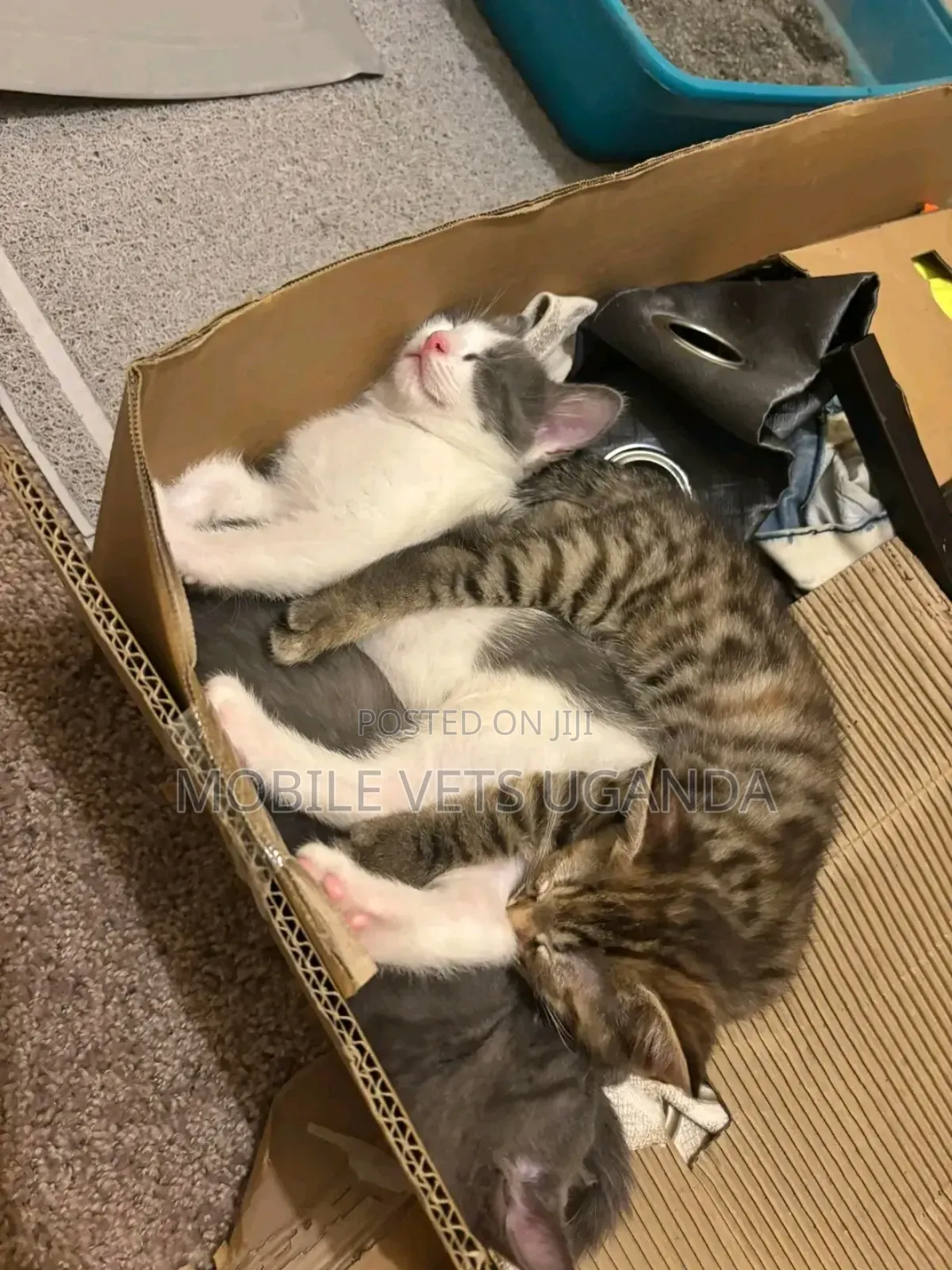3-6 months Male Purebred Tabby