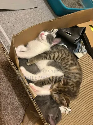 3-6 months Male Purebred Tabby