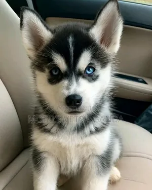 3-6 months Female Purebred Siberian Husky