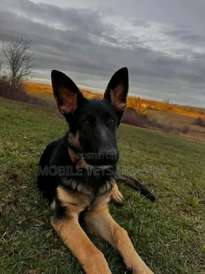 6-12 months Female Purebred German Shepherd