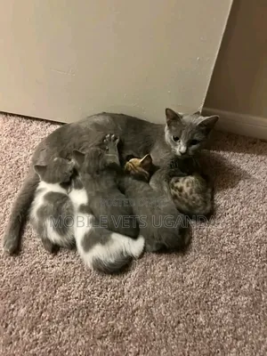 3-6 months Male Purebred Oriental