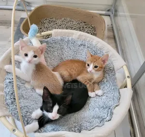 3-6 months Male Purebred Turkish Angora