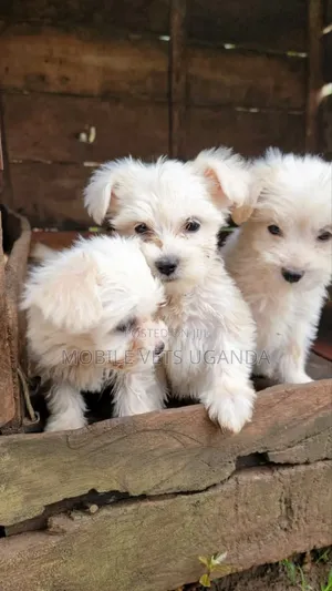 1-3 months Male Purebred Maltese