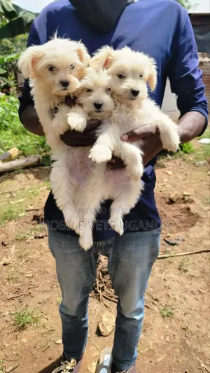 3-6 months Male Purebred Maltese