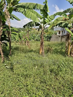 Kira Shemon 50x100 Plot for Sale.