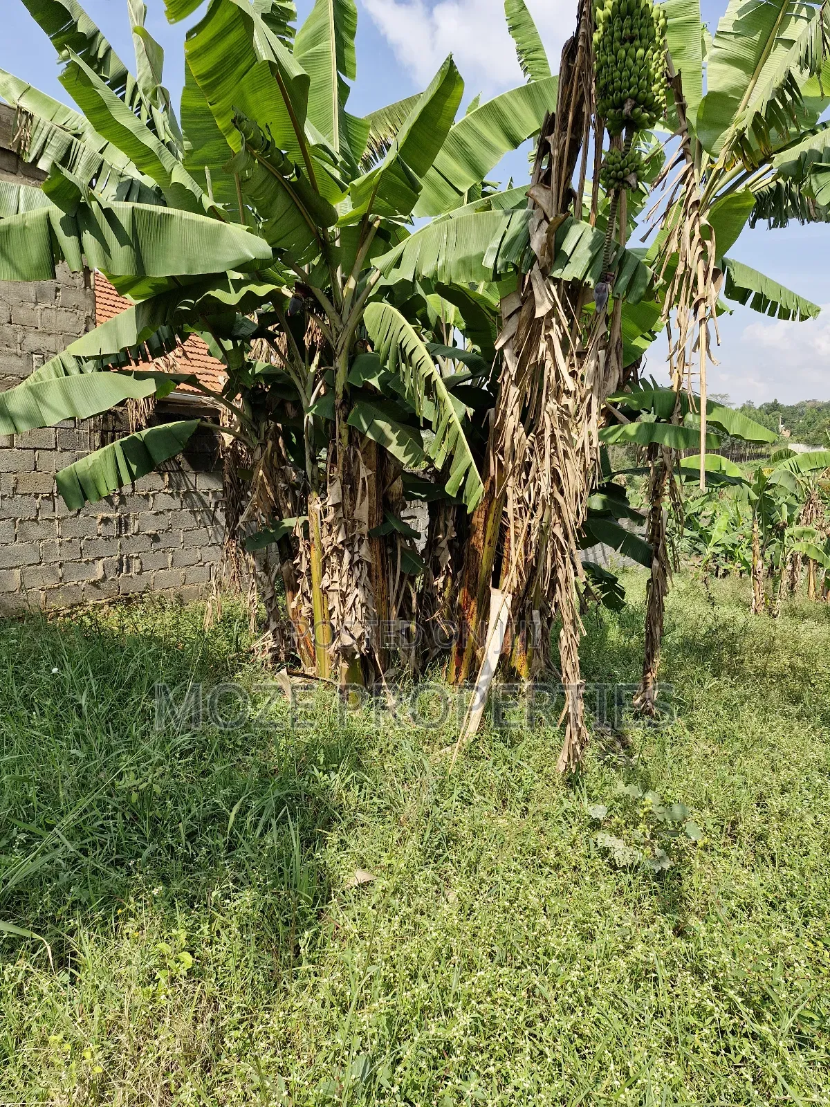 Kira Shemon 50x100 Plot for Sale.