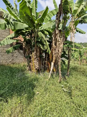 Kira Shemon 50x100 Plot for Sale.