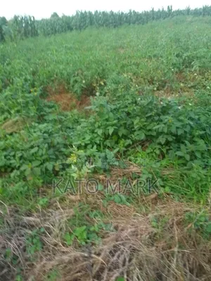 52 Acres for Sale Located at Kayunga Nakyesa
