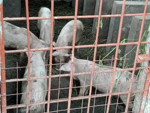 Pigs for Sale