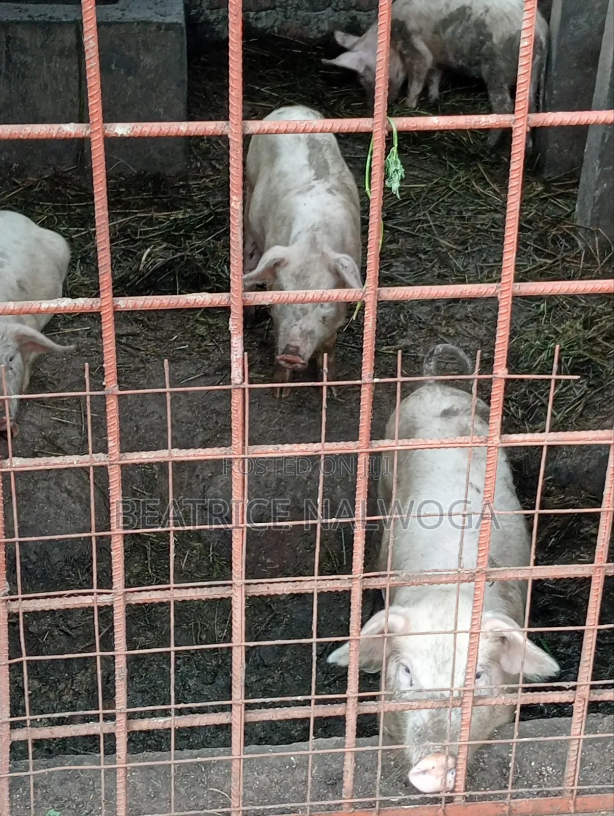 Pigs for Sale