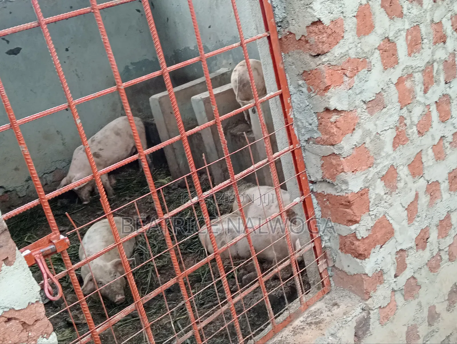 Pigs for Sale