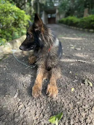6-12 months Male Purebred German Shepherd