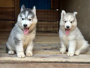 1-3 months Male Purebred Siberian Husky