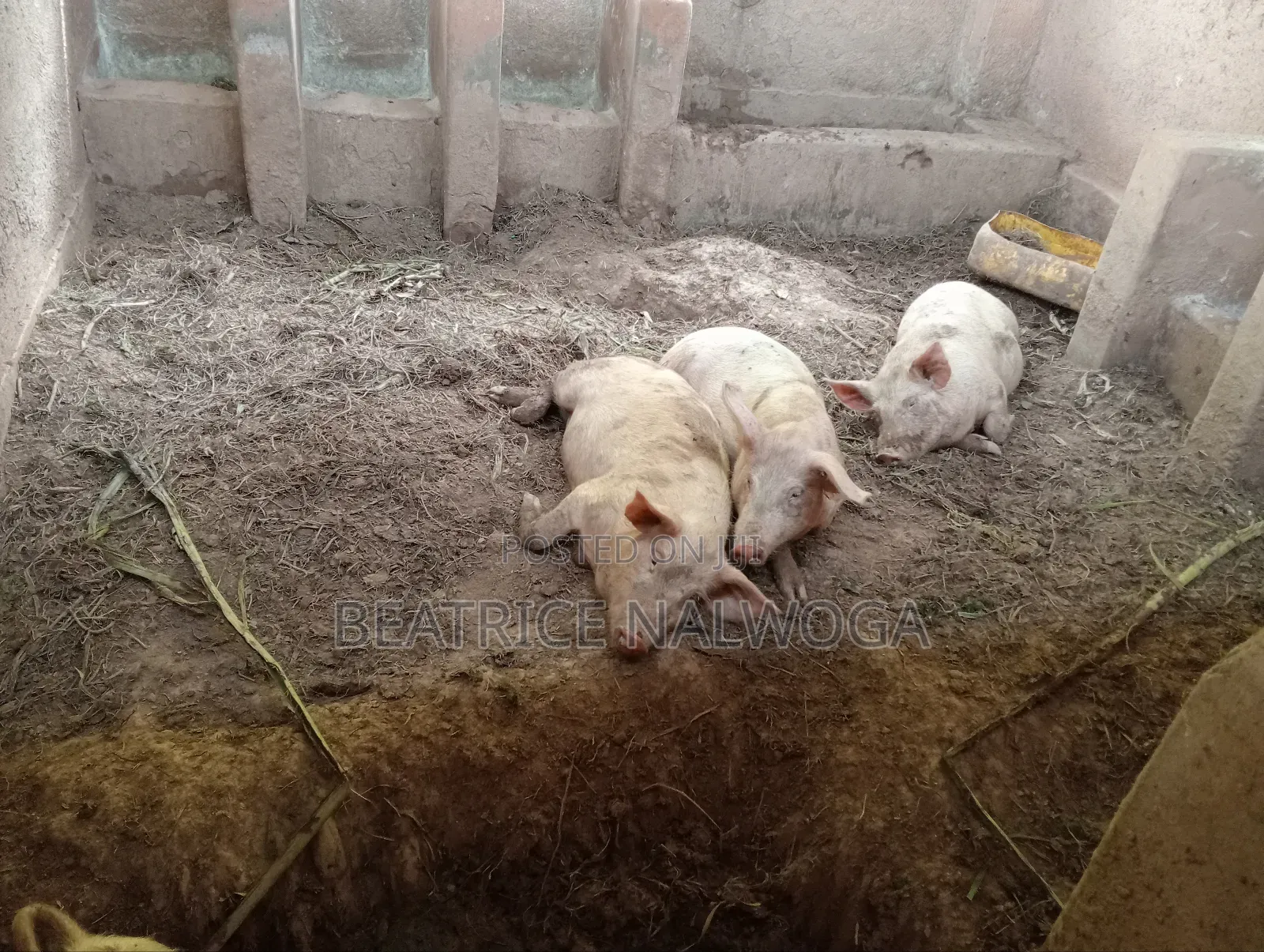 Pigs for Sale