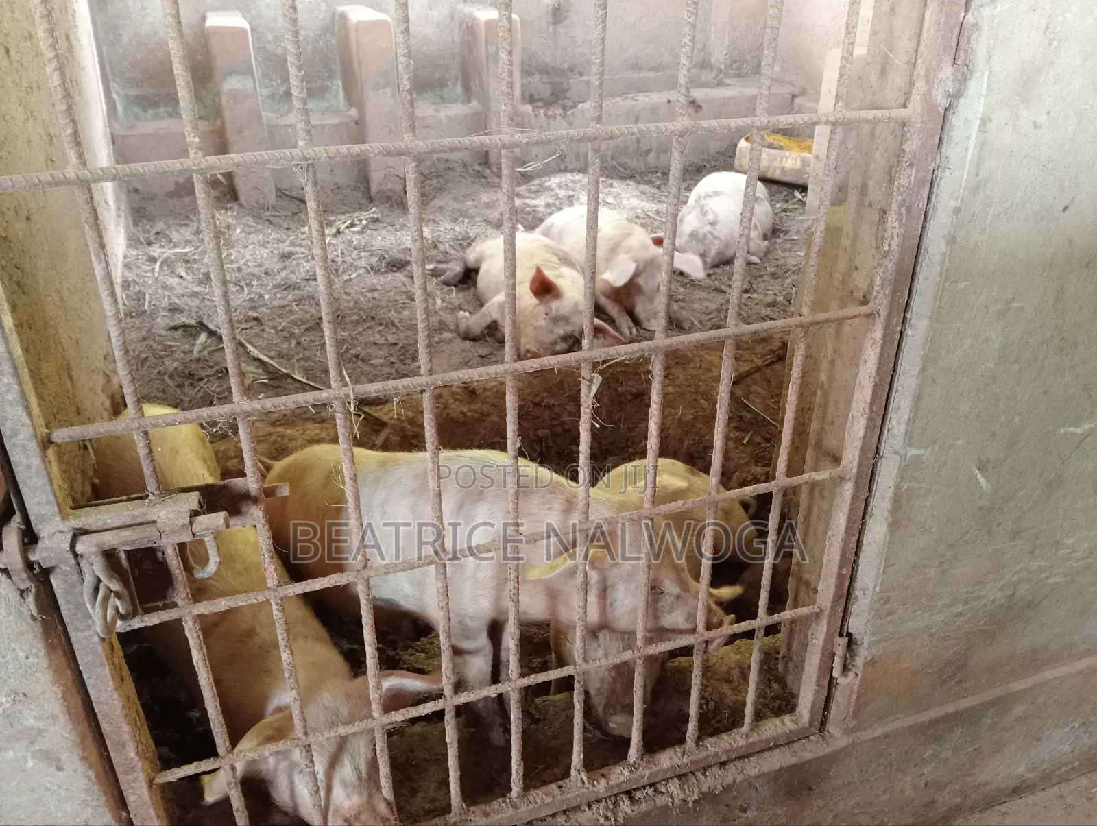 Pigs for Sale