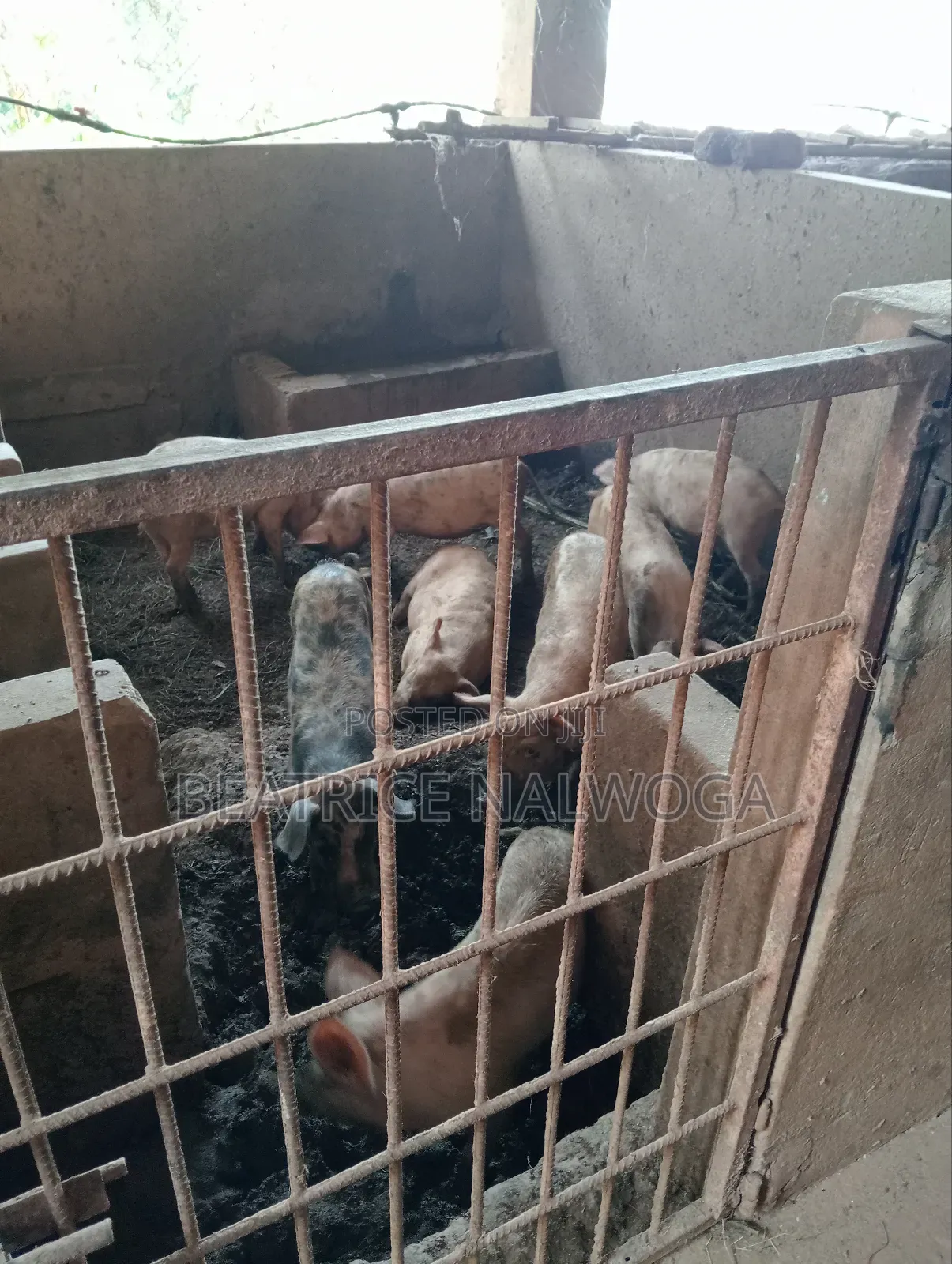 Pigs for Sale