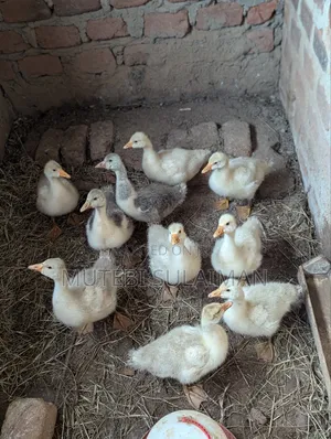 Gooslings for Sell Each at 70,000shillings