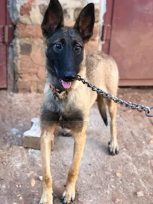 3-6 months Female Purebred Belgian Malinois