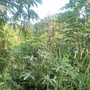 100 Acres for Sale Located at Nkokonjeru Ngogwe