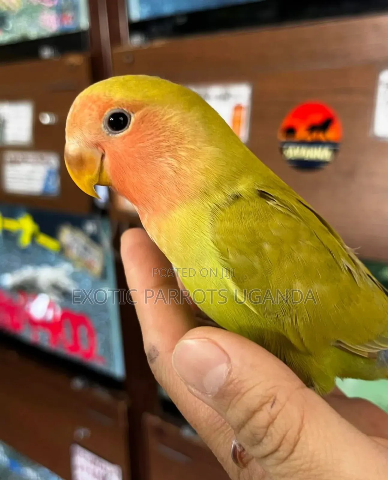Trained Friendly Parrots