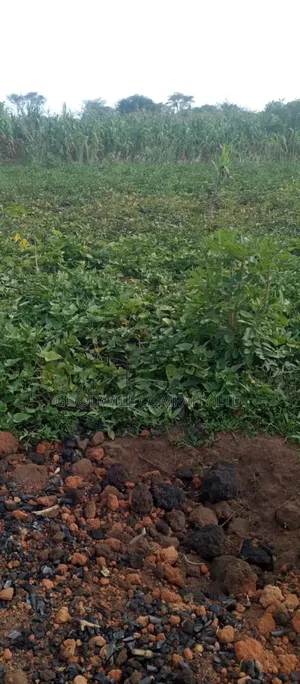 10 Acres of Land for Sale in Mazzi Luwero