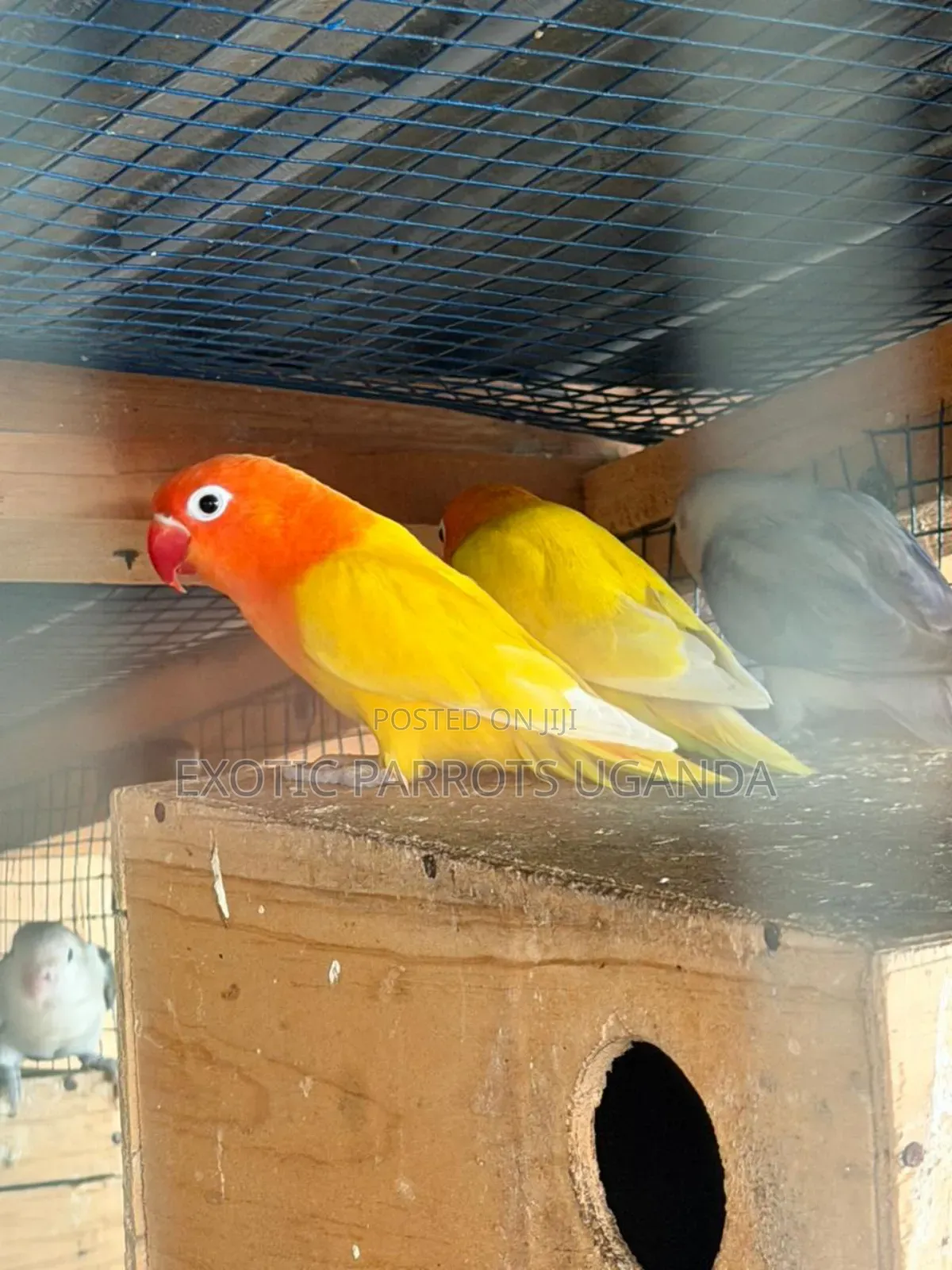 Young Tame Lovebirds
