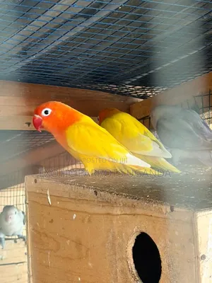 Young Tame Lovebirds