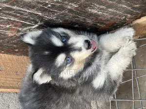 1-3 months Female Purebred Siberian Husky