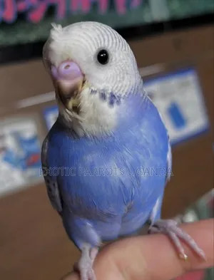 Colorful Budgies Available