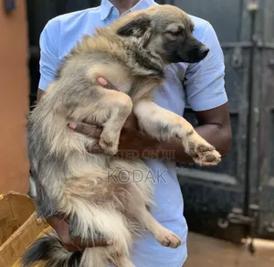 3-6 months Female Purebred German Shepherd