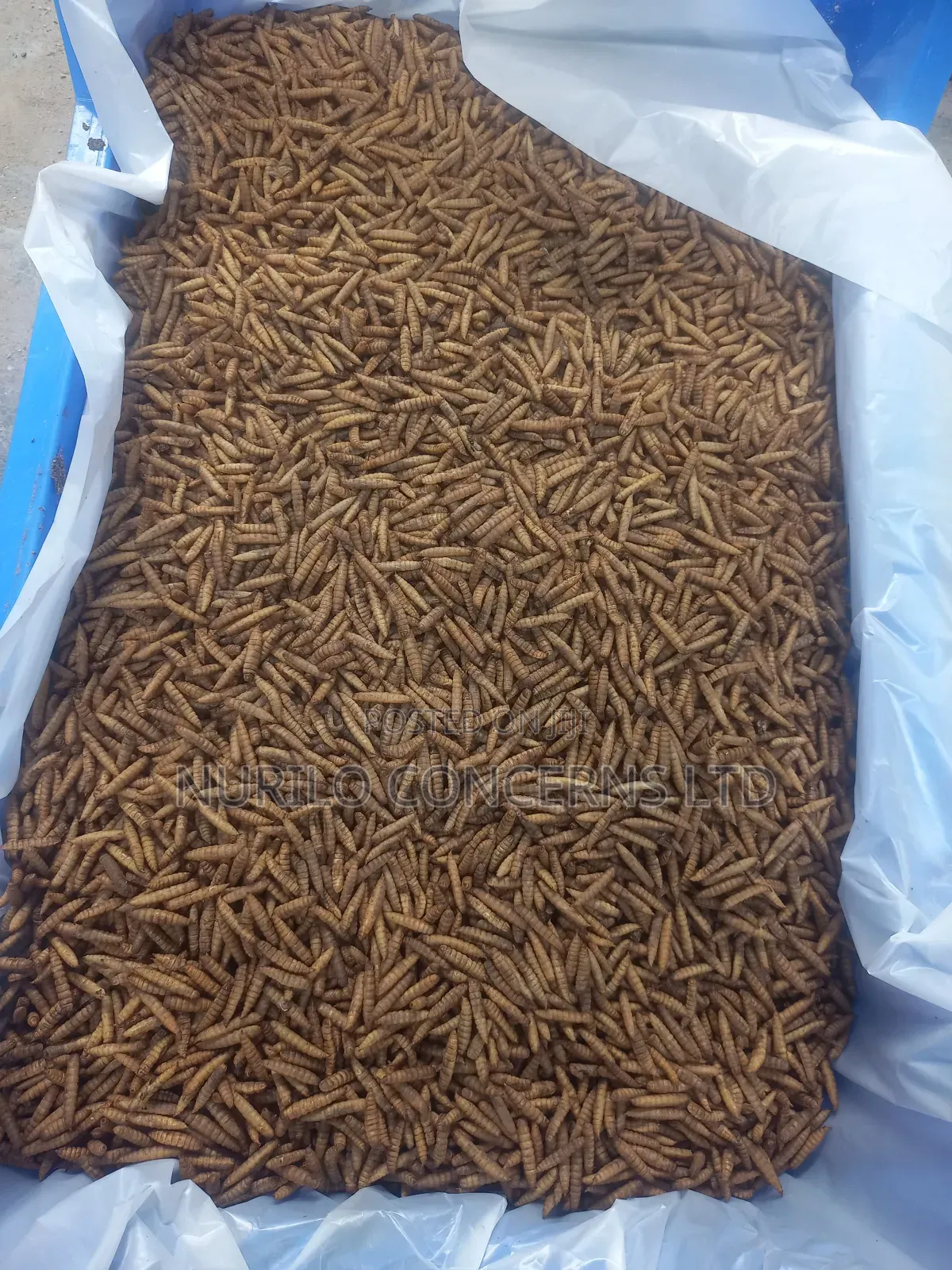 Black Soldier Fly Larvae [Dry Larvae]