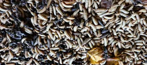 Pigs Feed. Black Soldiers Fly (Dry Larvae)