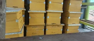 Langstroth Bee Hives