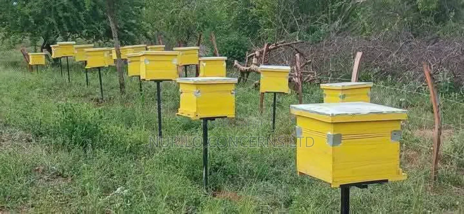 Langstroth Bee Hives