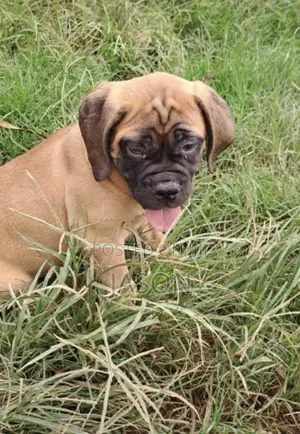 1-3 months Male Purebred Boerboel